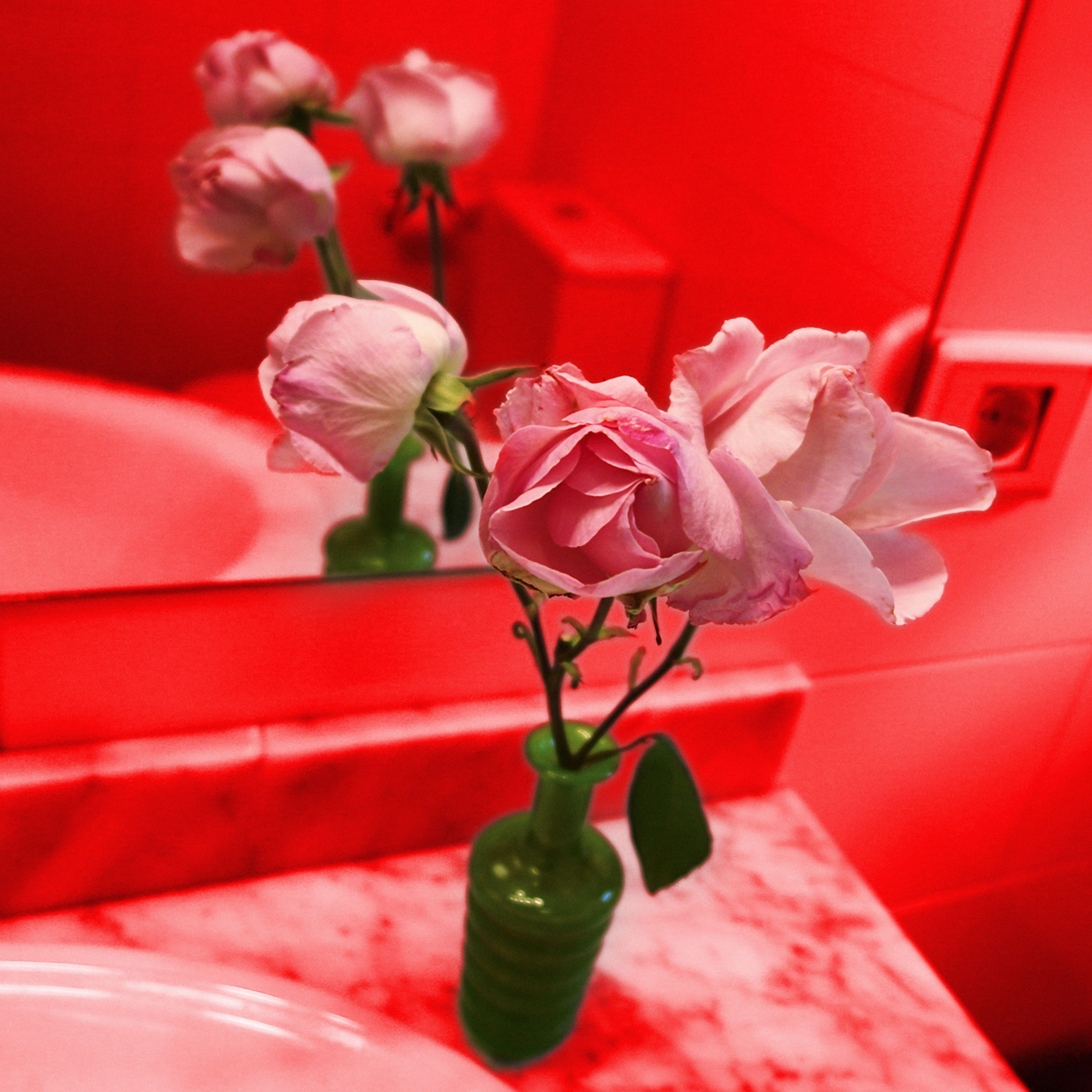 7 Trío rosa-rosae para Claude Monet. Fotografía digital. 70x70 cm. 2007